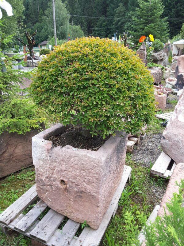 0346 – Bild 4
