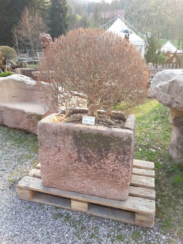 0346 – Bild 3